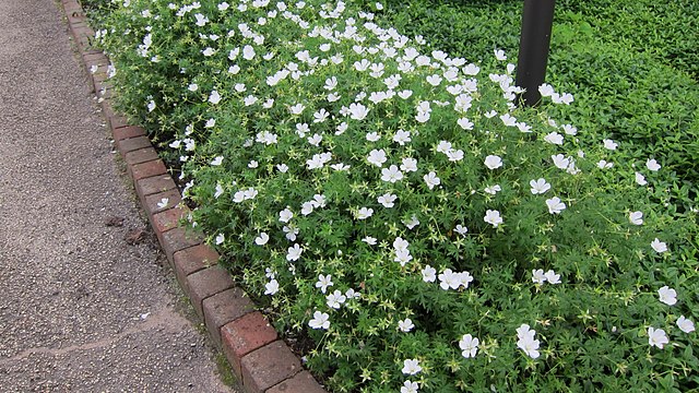 Vinca Minor Alba