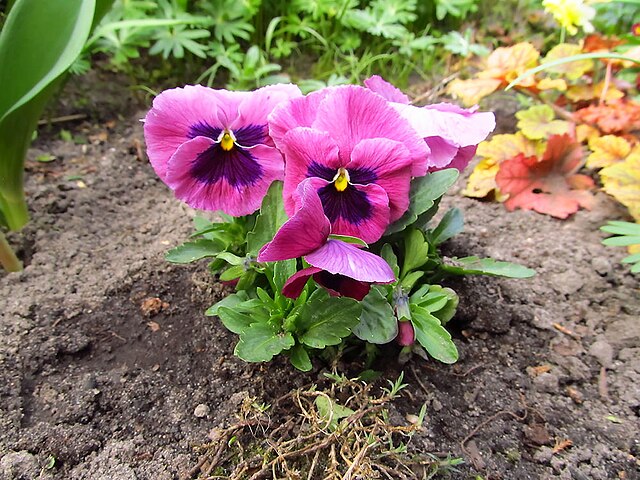 Pansy Pink Shades