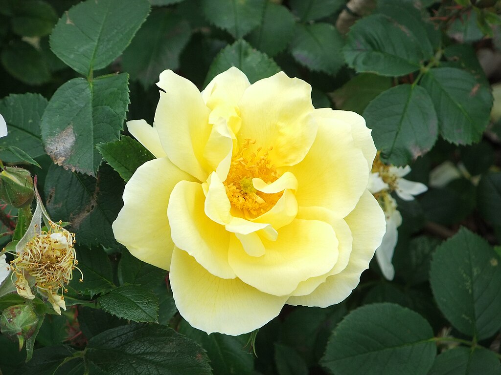 Rose Worcestershire