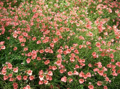 Diascia Breeze Plus Apricot