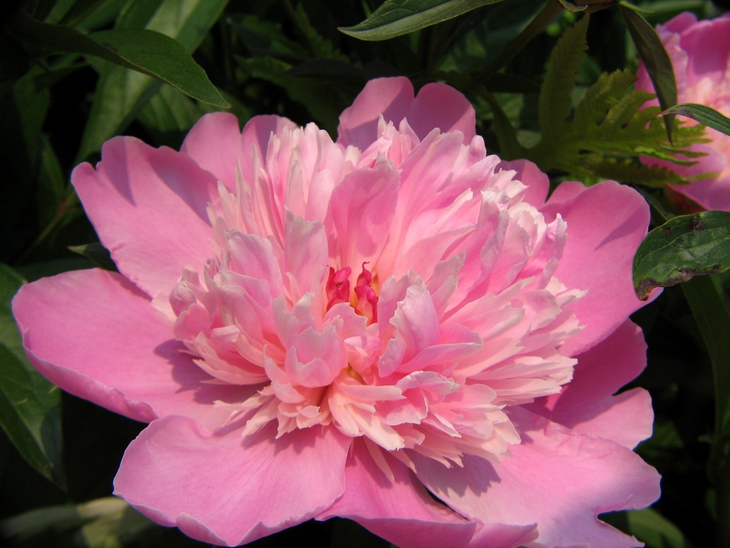Peony Pink Shades