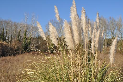 Cortaderia Silver Star