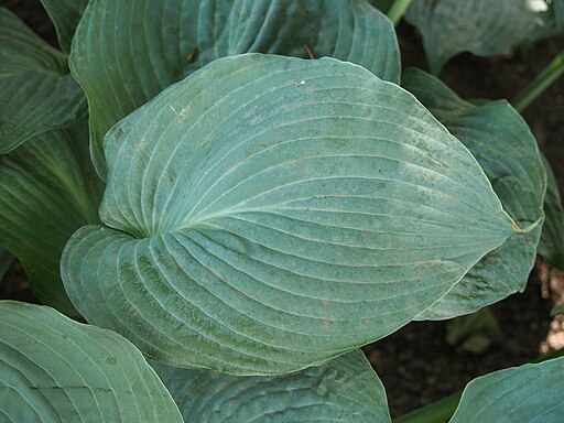 Hosta T Rex