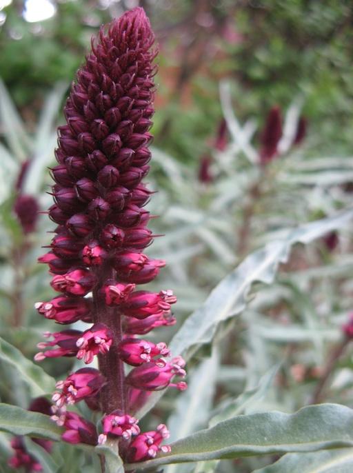 Crimson Loosestrife Beaujolais