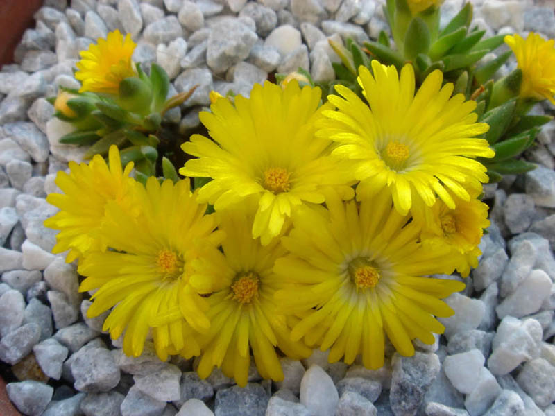 Delosperma Congestum - Yellow