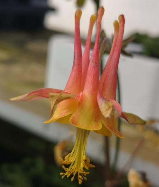Aquilegia Tequila Sunrise