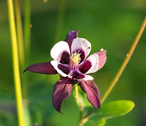 Aquilegia William Guiness