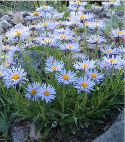 Aster Alpinus Trimix