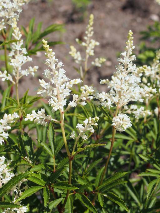 Astilbe Chinensis Vision In White