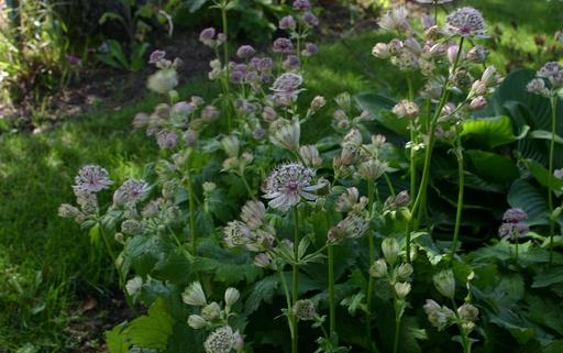 Astrantia Major