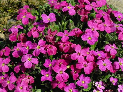 Aubrieta Royal Red