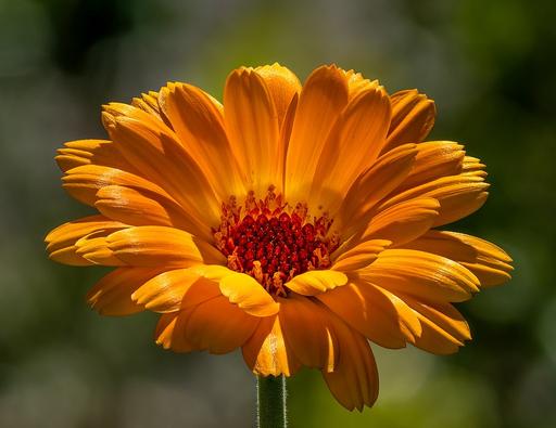 Calendula Art Shades