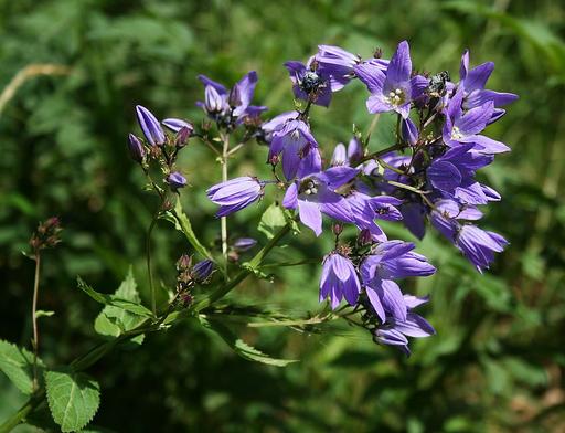 Campanula Lactiflora Pritchard