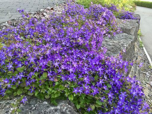 Campanula Poscharskyana Trailing Bellfower