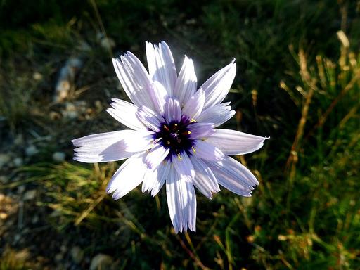 Catananche Caerulea Amor White