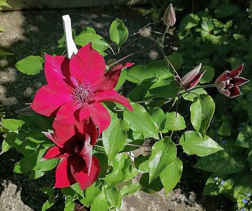 Clematis Boulevard Nubia