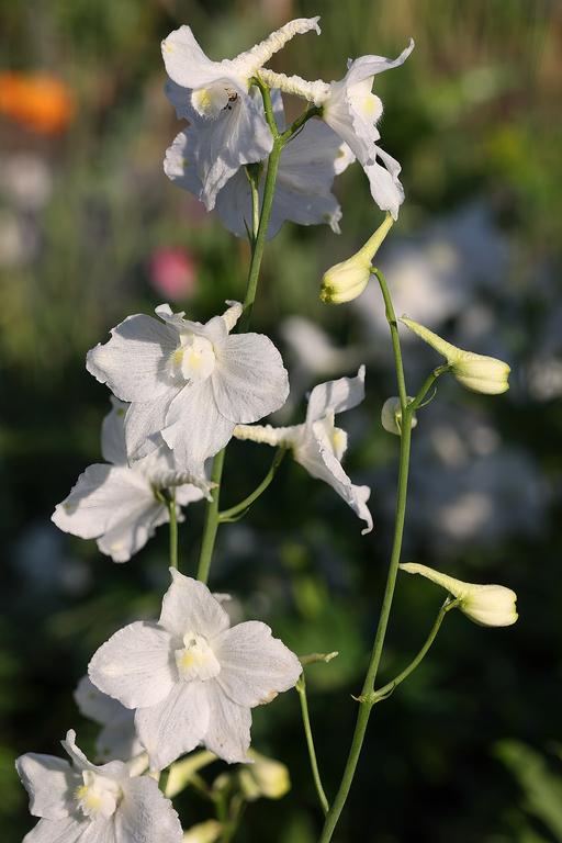 Delphinium Elatum Casa Blanca
