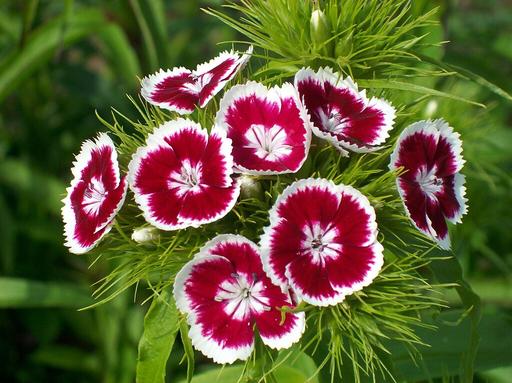 Dianthus Barbarini Purple Picotee