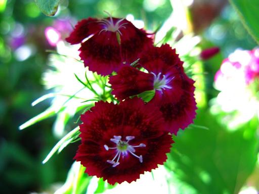 Dianthus Barbatus Sooty