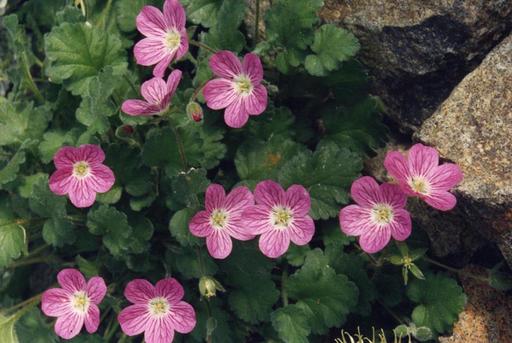 Erodium Flore Pleno