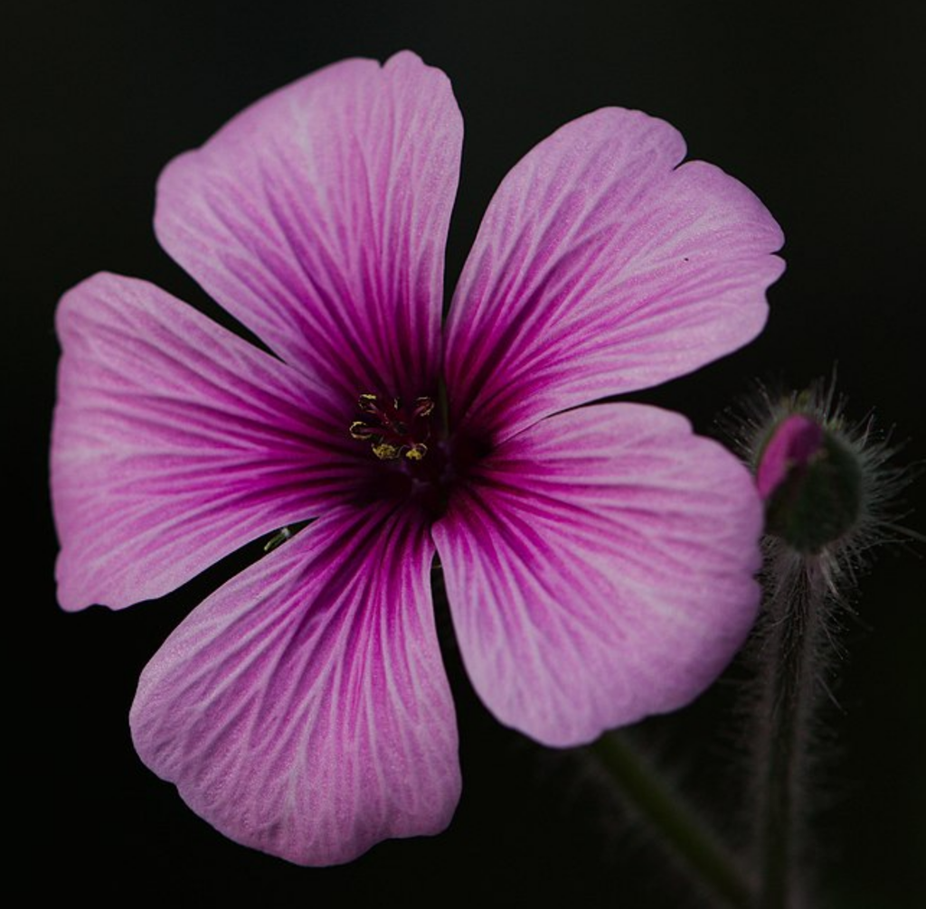 Geranium Maderense