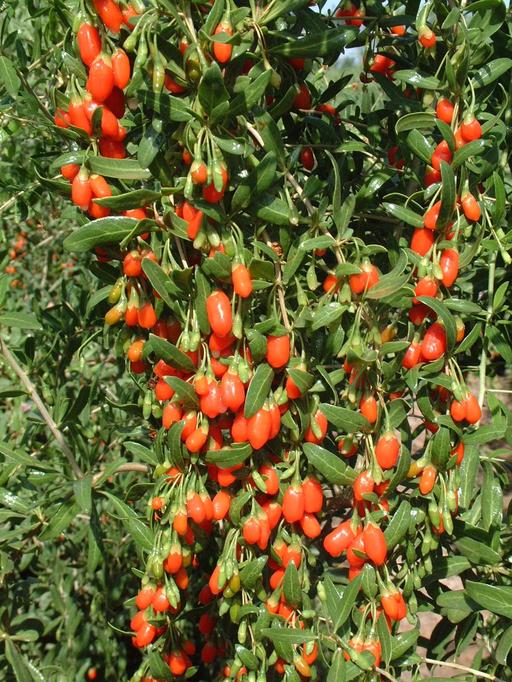 Goji Berry