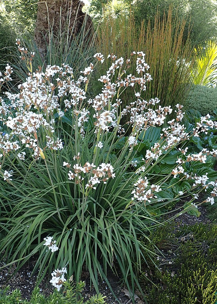 Libertia Chilensis