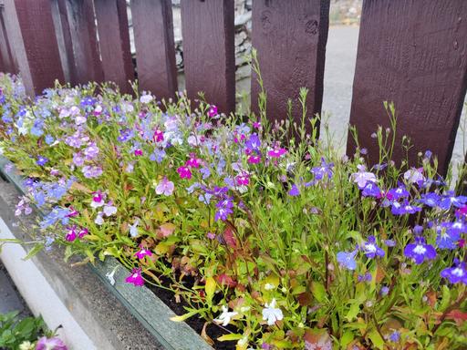Lobelia Fountain Mix - Trailing