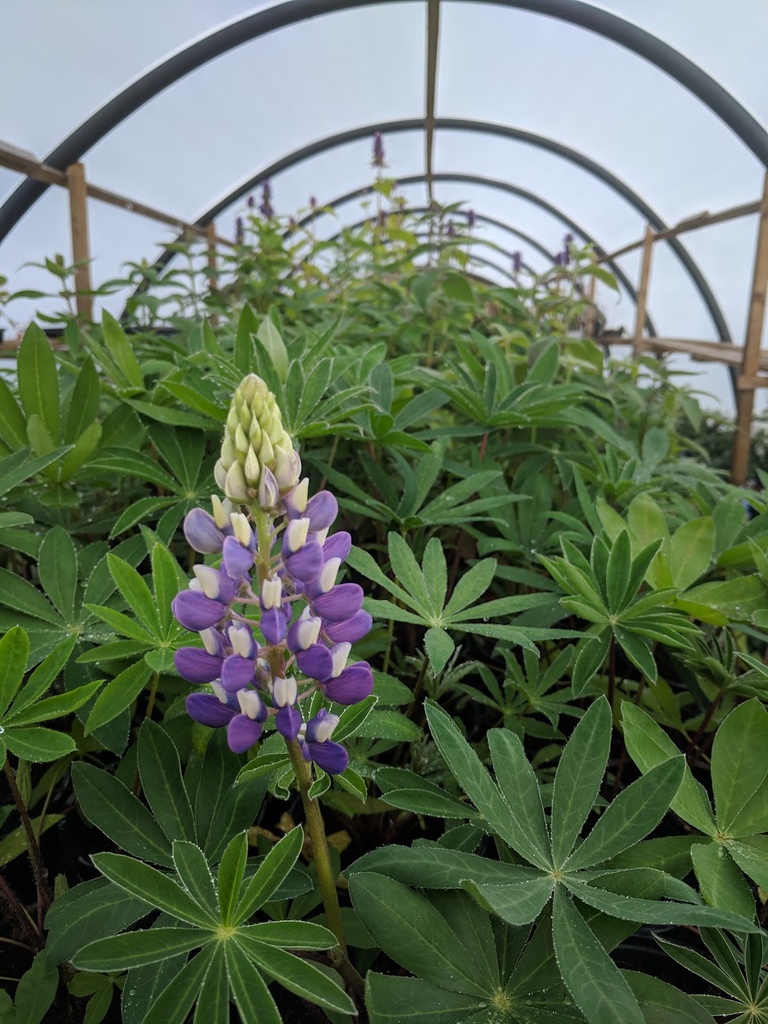 Lupins Gallery Blue