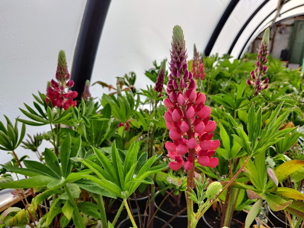 Lupins Gallery Red