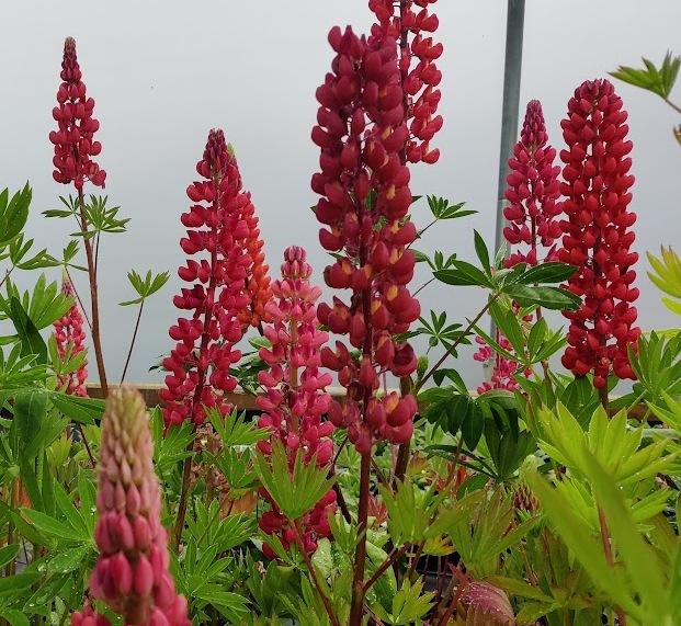 Lupins My Castle - Red