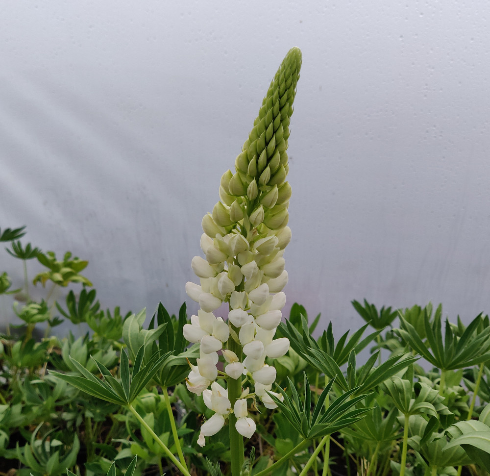 Lupins Noble Maiden - White