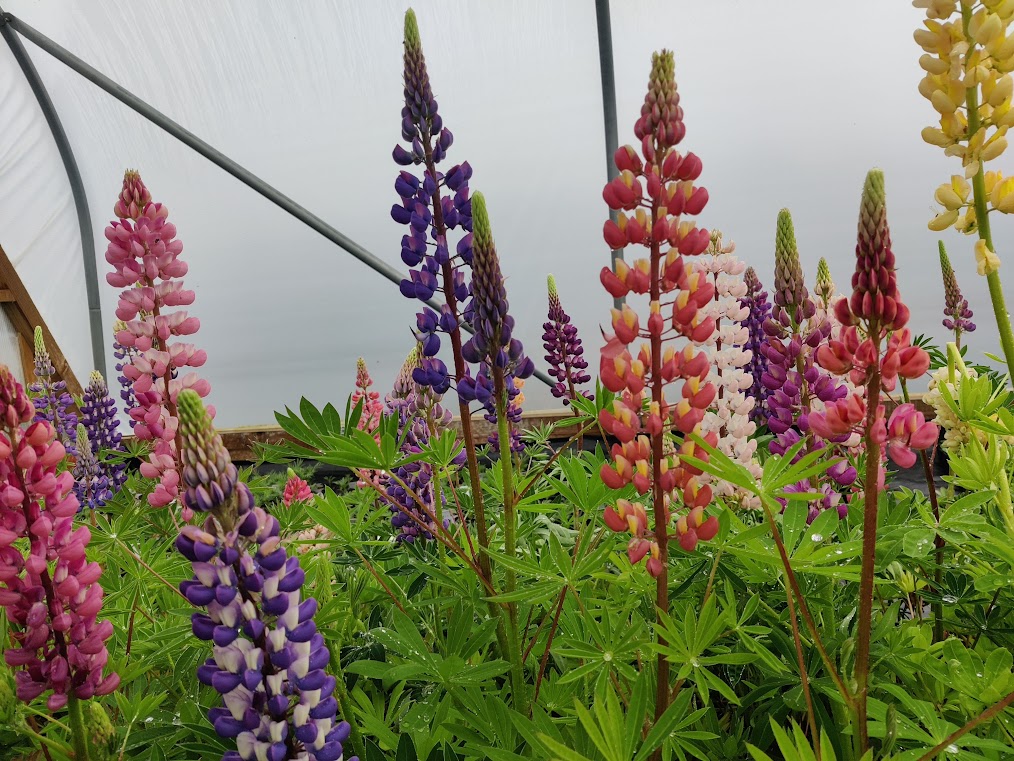 Lupins Russel Mixed