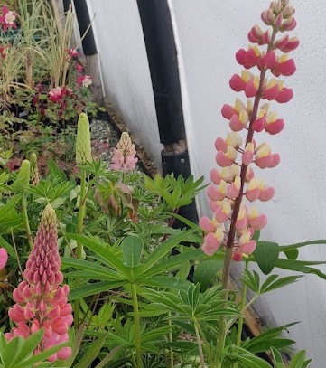Lupins The Chatelaine