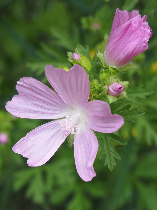 Malva Moschata Musk Mallow