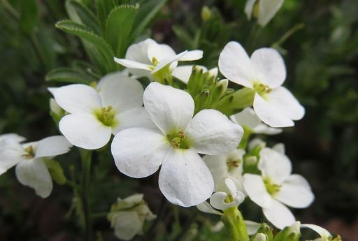 Mountain Rock Cress Snow Cap