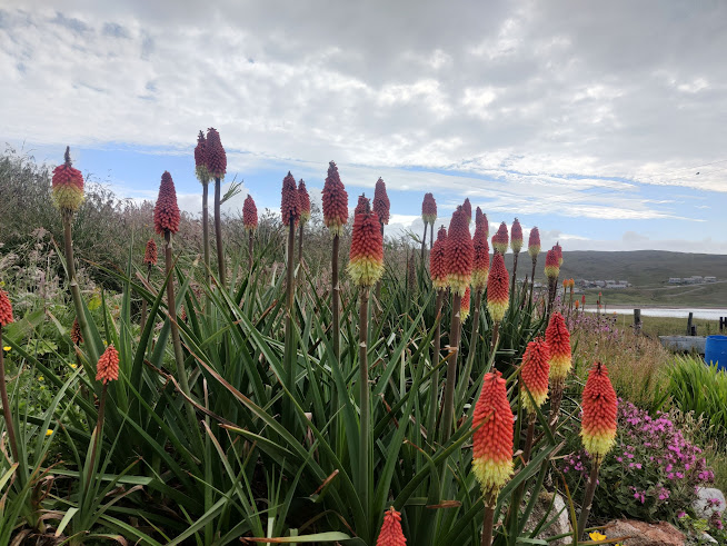 Red Hot Poker - Kniphofia