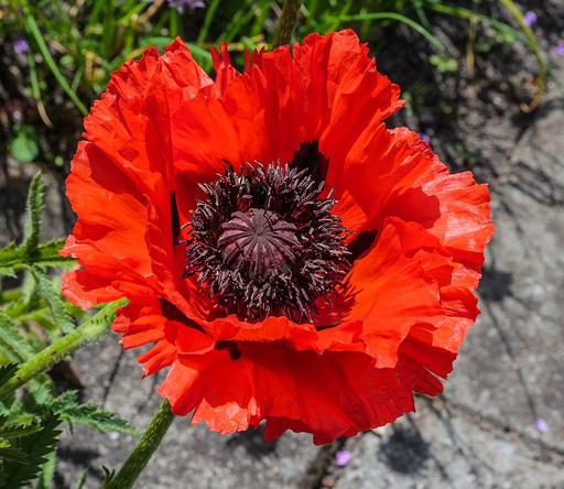 Poppy Oriental