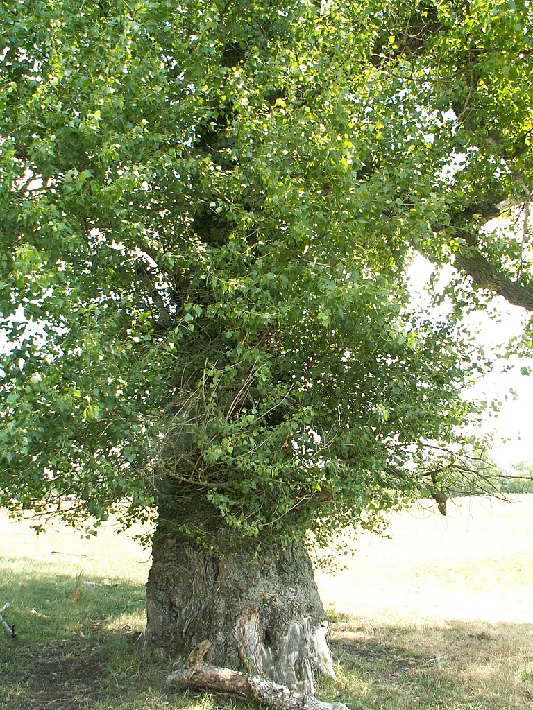 Black Poplar - Cottonwood Poplar