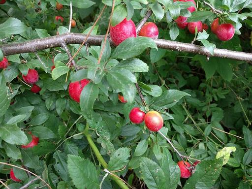Cherry Plum