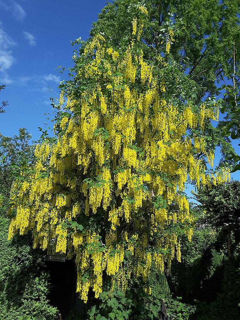 Laburnum