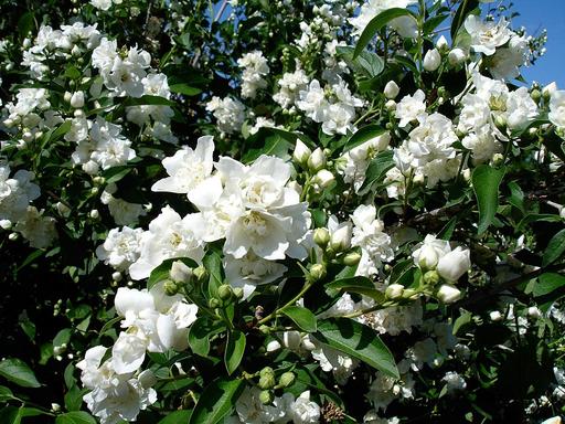 Mock Orange