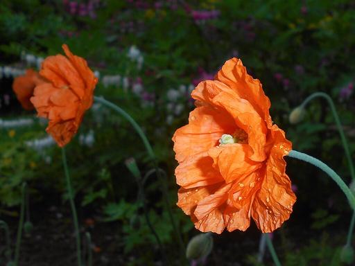 Poppy Orange Feathers