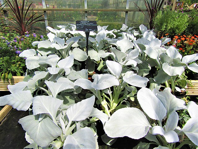 Senecio Candidans Angel Wings