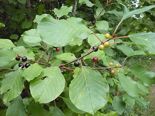 Alder Buckthorn