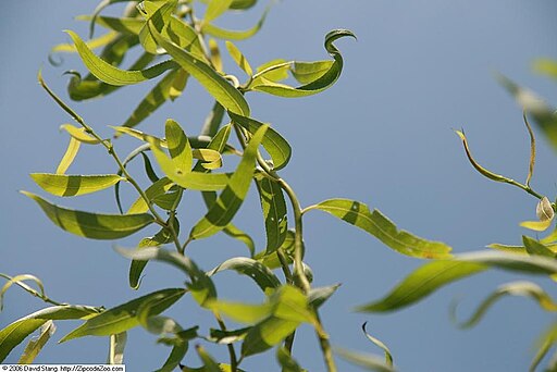 Corkscrew Willow