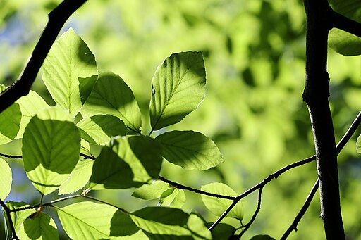 Green Beech