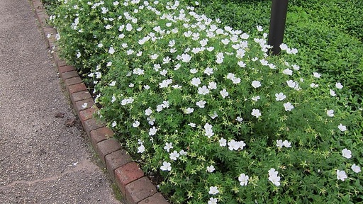 Vinca Minor Alba