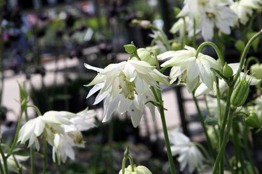 Aquilegia Green Apple