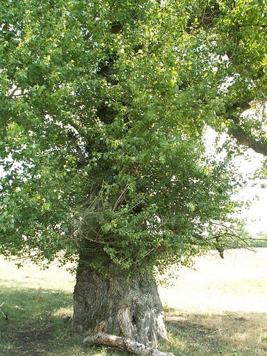 Black Poplar - Cottonwood Poplar